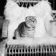 GatoMecedora B&N-30-72